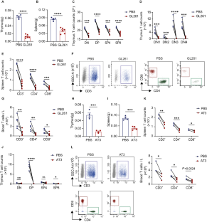 Targeting the glucocorticoid receptor-CCR8 axis mediated bone marrow T cell sequestration enhances infiltration of anti-tumor T cells in intracranial cancers.