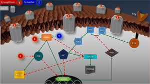 Empagliflozin demonstrates cytotoxicity and synergy with tamoxifen in ER-positive breast cancer cells: anti-proliferative and anti-survival effects