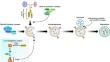 The role of galectins in the regulation of autophagy and inflammasome in host immunity.