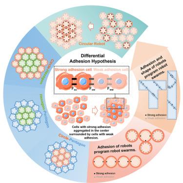 Applying the intrinsic principle of cell collectives to program robot swarms