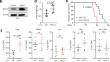 PD-L2 mediates tobacco smoking-induced recruitment of regulatory T cells via the RGMB/NFκB/CCL20 cascade.