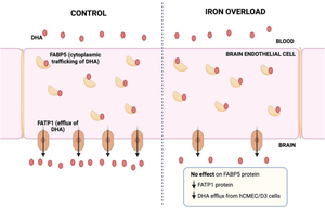 Iron Reduces the Trafficking of Fatty Acids from Human Immortalised Brain Microvascular Endothelial Cells Through Modulation of Fatty Acid Transport Protein 1 (FATP1/SLC27A1).