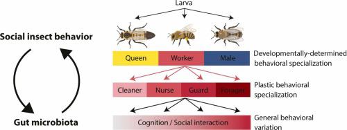 Interplay between gut symbionts and behavioral variation in social insects