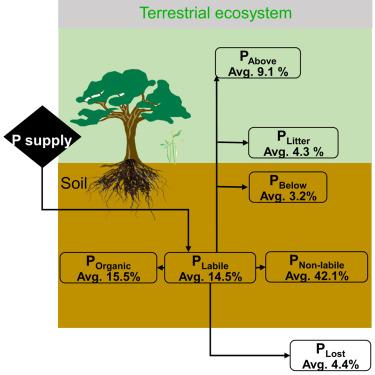 The global fate of inorganic phosphorus fertilizers added to terrestrial ecosystems