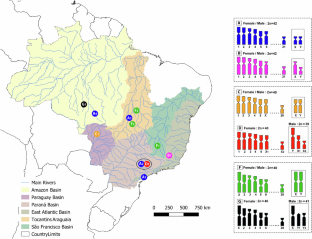 Multiple karyotype differences between populations of the Hoplias malabaricus (Teleostei; Characiformes), a species complex in the gray area of the speciation process