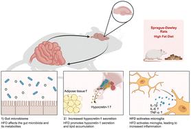 A high-fat diet induced depression-like phenotype via hypocretin-HCRTR1 mediated inflammation activation†