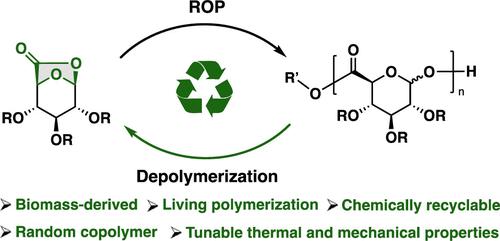 Chemically Recyclable Pseudo-Polysaccharides from Living Ring-Opening Polymerization of Glucurono-1,6-lactones.