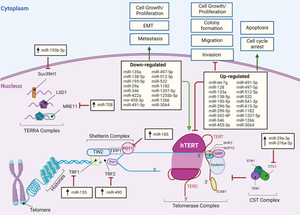 MicroRNAs role in telomere length maintenance and telomerase activity in tumor cells.