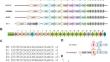 Native CRISPR-Cas-based programmable multiplex gene repression in Klebsiella variicola