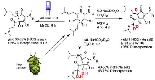 Selective Synthesis of Deuterated cis- and trans-Isohumulones and trans-Isohumulinones