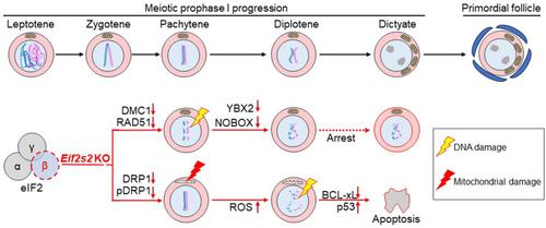 Premeiotic deletion of Eif2s2 causes oocyte arrest at the early diplotene stage and apoptosis in mice