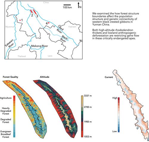 Landscape and conservation genetics of western black crested gibbons (Nomascus concolor) in China.