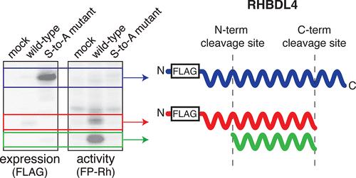 Activity-Based Protein Profiling of RHBDL4 Reveals Proteolysis of the Enzyme and a Distinct Inhibitor Profile.
