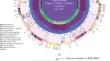 Sequencing and Annotation of the Chloroplast Genome of Triticum timonovum Heslot et Ferrary