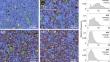 Competing High-Temperature Deformation Mechanisms in Mo(Si,Al)2–Al2O3 Composites