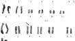 Karyotype and Molecular Genetic Differentiation of a 24-Chromosomal Form of the Gray Hamster Nothocricetulus migratorius from the Tien Shan