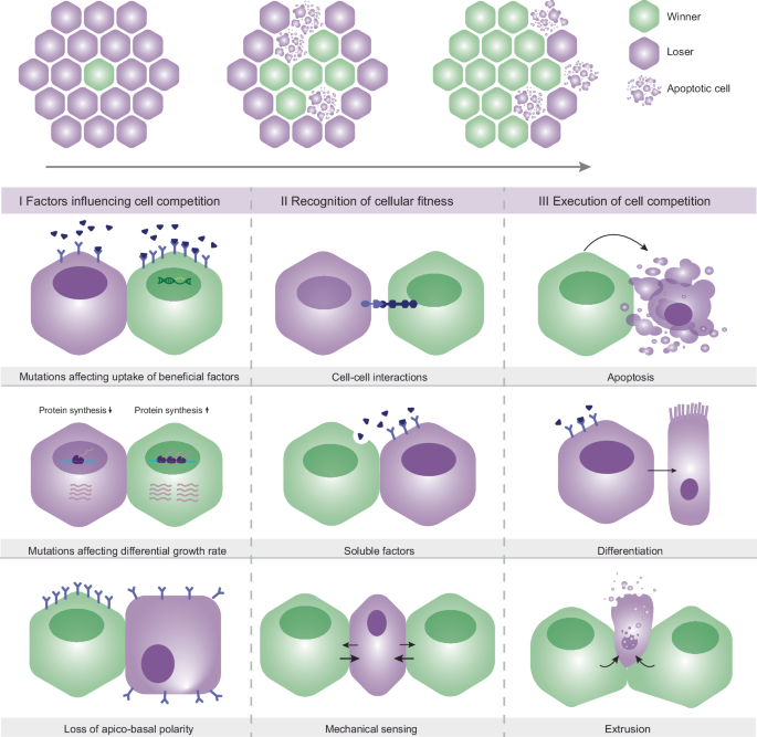 Cell competition in primary and metastatic colorectal cancer.