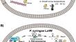 RNase R vs. PNPase: selecting the best-suited exoribonuclease for environmental adaptation.