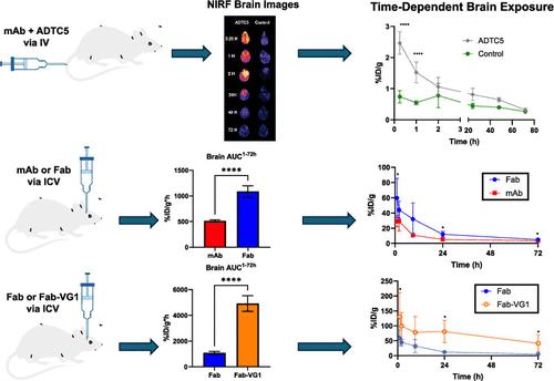 Exploring How Antibody Format Drives Clearance from the Brain.