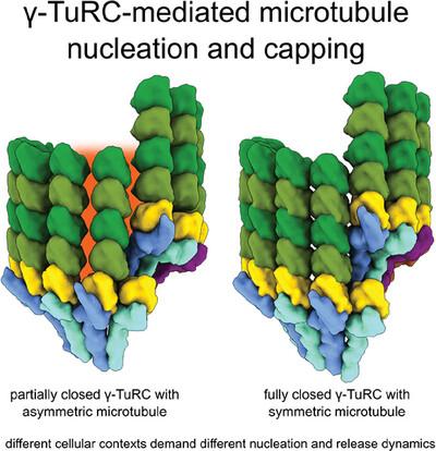 The structure of the γ-TuRC at the microtubule minus end – not just one solution