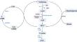 Linking homocysteine and ferroptosis in cardiovascular disease: insights and implications