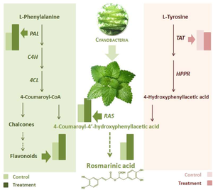 Enhancement of Non-Enzymatic Antioxidant Compounds and Expression of Rosmarinic Acid Biosynthesis-Related Genes in Melissa officinalis Using Cyanobacteria