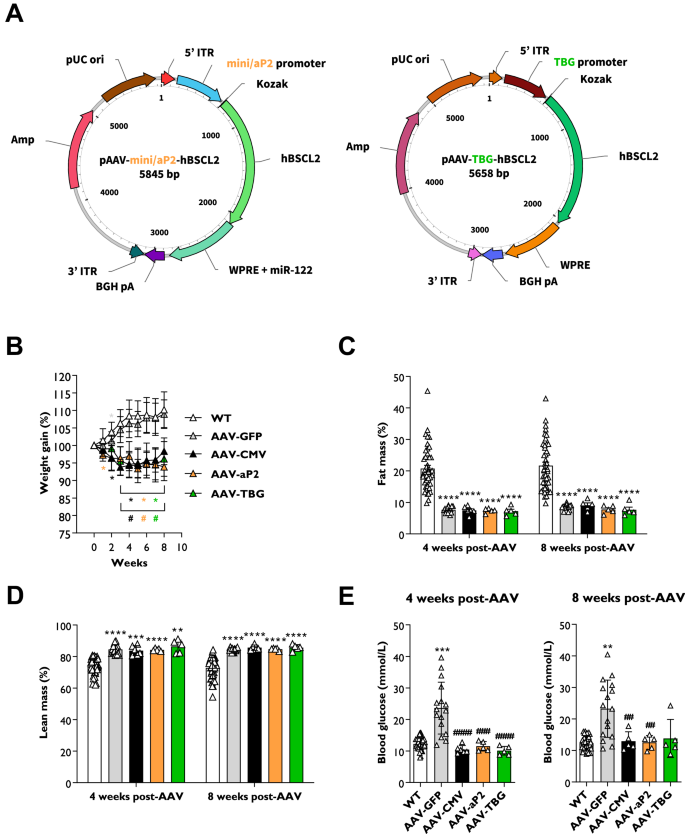 Preclinical evaluation of tissue-selective gene therapies for congenital generalised lipodystrophy