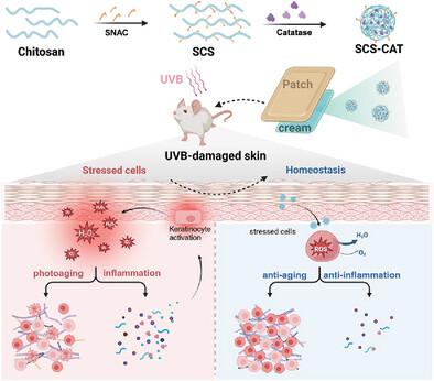 Modified Chitosan for Highly Efficient Non‐Invasive Transdermal Delivery of Catalase to Repair and Prevent Skin Photodamages