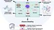 Cardiovascular Toxicity in Cancer Therapy: Protecting the Heart while Combating Cancer.