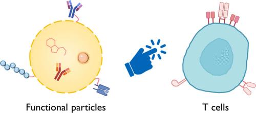 Engineering Functional Particles to Modulate T Cell Responses