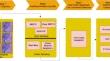 Addressing data imbalance challenges in oral cavity histopathological whole slide images with advanced deep learning techniques