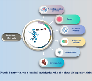 Protein S-Nitrosylation: A Chemical Modification with Ubiquitous Biological Activities