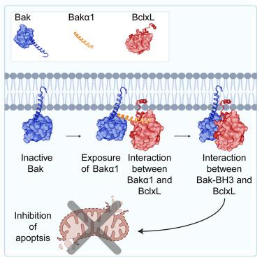 Preferred inhibition of pro-apoptotic Bak by BclxL via a two-step mechanism.