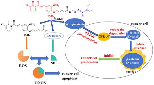 Discovery of Cytotoxic Nitric Oxide-Releasing Piperlongumine Derivatives Targeting Wnt/β-Catenin in Colon Cancer Cells.