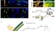 Emerging insights into the pathogenesis and therapeutic strategies for vascular endothelial injury-associated diseases: focus on mitochondrial dysfunction