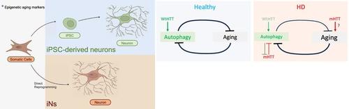 Age- and disease-related autophagy impairment in Huntington disease: New insights from direct neuronal reprogramming