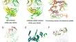 Mechanistic Insights into How the Single Point Mutation Change the Autoantibody Repertoire