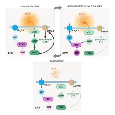 Ca<sup>2+</sup>-dependent phosphodiesterase 1 regulates the plasticity of striatal spiny projection neuron glutamatergic synapses.