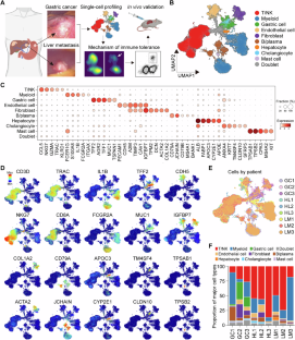 Single-cell profiling reveals altered immune landscape and impaired NK cell function in gastric cancer liver metastasis