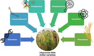 Improvement of little millet (Panicum sumatrense) using novel omics platform and genetic resource integration.