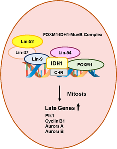 FOXM1 requires IDH1 for late genes expression in mitotic cells.