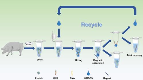 Extraction of genomic DNA from wild boar (Sus scrofa) muscle tissue using hydrophobic magnetic deep eutectic solvents