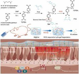 ROS responsive hydrogel for inhibition of MUC5AC against allergic rhinitis: A new delivery strategy for Ipratropium Bromide