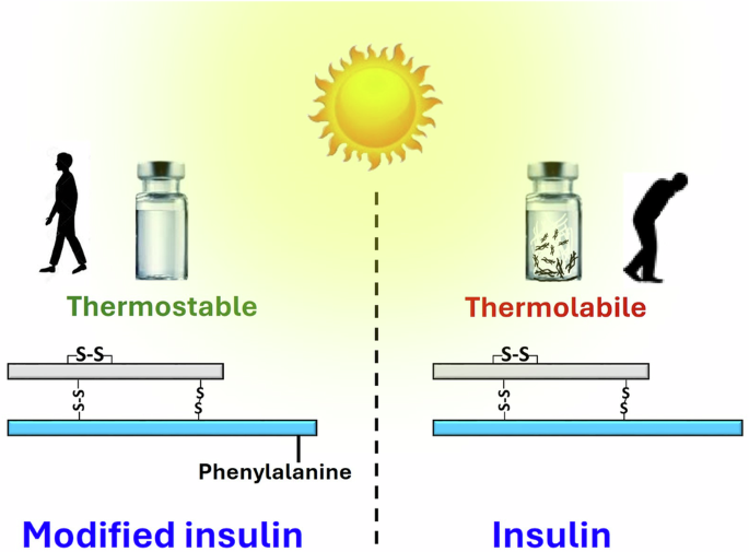 Synthesis of a highly thermostable insulin by phenylalanine conjugation at B29 Lysine