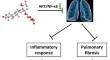 Ameliorative effect of pedunculoside on sepsis-induced acute lung injury, inflammation and pulmonary fibrosis in mice model via suppressing AKT/NF-κB pathway.