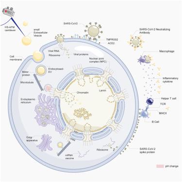 Nanoimaging of SARS-CoV-2 viral invasion toward the nucleus and genome