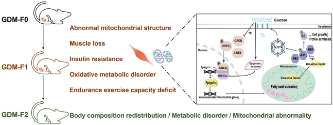 Intrauterine hyperglycaemia during late gestation caused mitochondrial dysfunction in skeletal muscle of male offspring through CREB/PGC1A signaling.