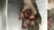 Ulcerative and pyogranulomatous pododermatitis due to Pseudomonas luteola infection in a domestic ferret (Mustela putorius furo): a case report with literature review of this emerging zoonotic disease in ferrets.