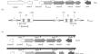 Structure of the Regulatory Region of Nitrile Hydratase Genes in Rhodococcus rhodochrous М8, a Biocatalyst for Production of Acrylic Heteropolymers