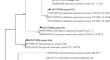 Assessment of Bioactive Potential and Characterization of an Anticancer Compound from the Endophytic Fungi of Ocimum sanctum